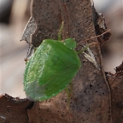 Cuspicona simplex (Green potato bug) at Hall, ACT - 27 Nov 2024 by Anna123