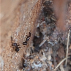 Papyrius sp. (genus) (A Coconut Ant) at Hall, ACT - 26 Nov 2024 by Anna123