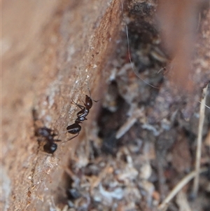 Papyrius sp. (genus) at Hall, ACT - suppressed