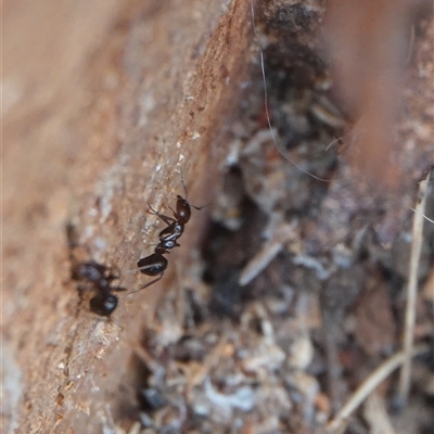 Papyrius sp. (genus) (A Coconut Ant) at Hall, ACT - 26 Nov 2024 by Anna123