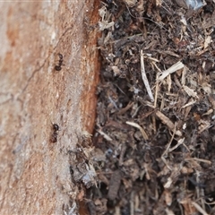 Papyrius sp. (genus) at Hall, ACT - suppressed