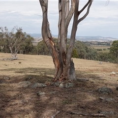 Papyrius sp. (genus) at Hall, ACT - suppressed