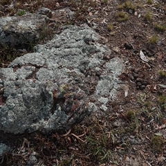 Papyrius sp. (genus) at Hall, ACT - suppressed