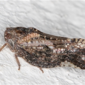 Massila sp. (genus) (Unidentified Massila planthopper) at Melba, ACT by kasiaaus