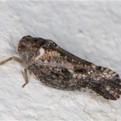 Massila sp. (genus) at Melba, ACT - 25 Nov 2024 11:32 PM