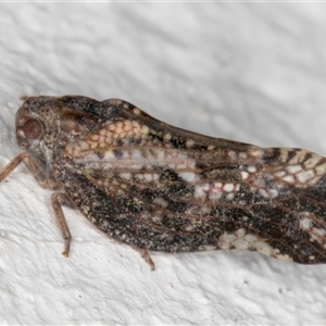 Massila sp. (genus) at Melba, ACT - 25 Nov 2024 11:32 PM