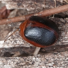 Dicranosterna immaculata (Acacia leaf beetle) at Hall, ACT - 26 Nov 2024 by Anna123