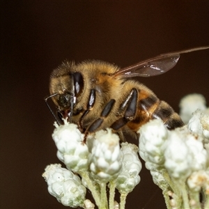 Apis mellifera at Bungonia, NSW - 26 Nov 2024 03:51 PM