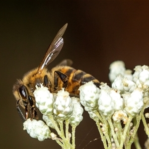 Apis mellifera at Bungonia, NSW - 26 Nov 2024 03:51 PM