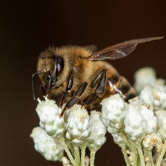 Apis mellifera at Bungonia, NSW - 26 Nov 2024 03:51 PM