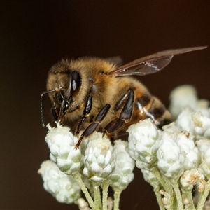 Apis mellifera at Bungonia, NSW - 26 Nov 2024 03:51 PM