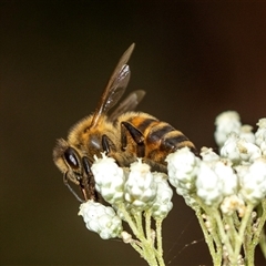 Apis mellifera at Bungonia, NSW - 26 Nov 2024 03:51 PM