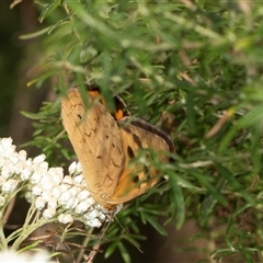 Heteronympha merope (Common Brown Butterfly) at Bungonia, NSW - 26 Nov 2024 by AlisonMilton