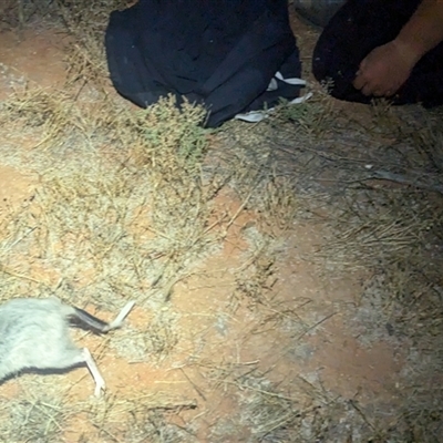 Macrotis lagotis (Bilby, Ngalku, Nyarlku, Walpajirri, Ninu) at Tibooburra, NSW - 20 Nov 2024 by Darcy