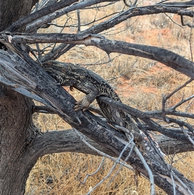 Pogona vitticeps (Central Bearded Dragon) at Tibooburra, NSW - 21 Nov 2024 by Darcy