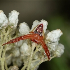 Arkys walckenaeri (Triangle spider) at Bungonia, NSW - 26 Nov 2024 by AlisonMilton