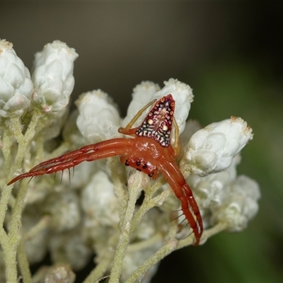 Arkys walckenaeri (Triangle spider) at Bungonia, NSW - 26 Nov 2024 by AlisonMilton