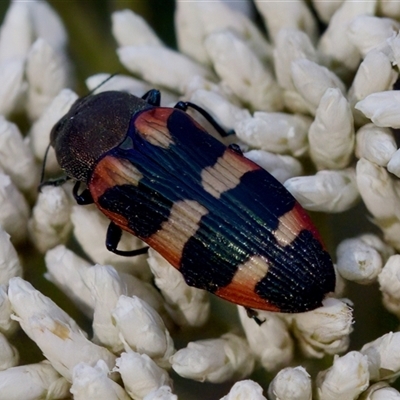 Castiarina sexplagiata (Jewel beetle) at Cotter River, ACT - 23 Nov 2024 by KorinneM