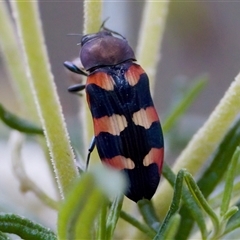 Castiarina sexplagiata at Cotter River, ACT - 23 Nov 2024 01:53 PM