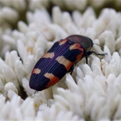 Castiarina sexplagiata at Cotter River, ACT - 23 Nov 2024 01:53 PM