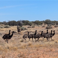 Dromaius novaehollandiae (Emu) at Tibooburra, NSW - 22 Nov 2024 by Darcy