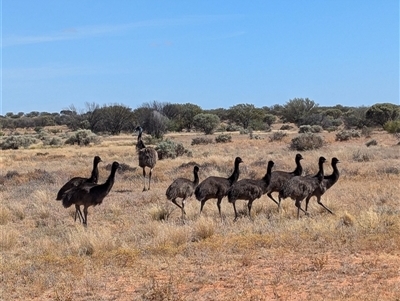 Dromaius novaehollandiae (Emu) at Tibooburra, NSW - 21 Nov 2024 by Darcy