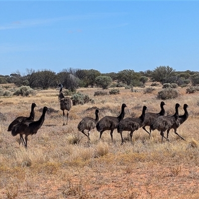 Dromaius novaehollandiae (Emu) at Tibooburra, NSW - 22 Nov 2024 by Darcy