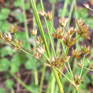 Juncus vaginatus (Clustered Rush) at Lower Borough, NSW by mcleana