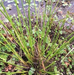 Juncus vaginatus at Lower Borough, NSW - 23 Nov 2024