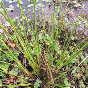 Juncus vaginatus at Lower Borough, NSW - 23 Nov 2024 05:39 PM