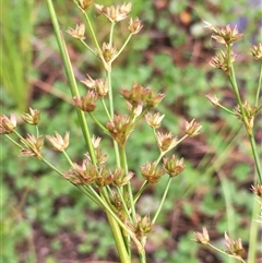 Juncus vaginatus at Lower Borough, NSW - 23 Nov 2024