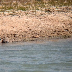 Stiltia isabella (Australian Pratincole) at Tibooburra, NSW by Darcy