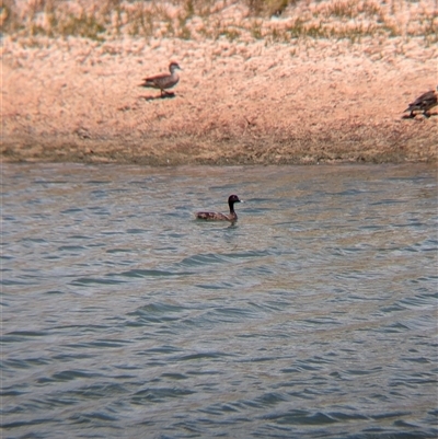 Aythya australis (Hardhead) at Tibooburra, NSW - 23 Nov 2024 by Darcy