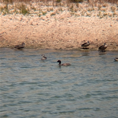 Anas gracilis (Grey Teal) at Tibooburra, NSW - 23 Nov 2024 by Darcy