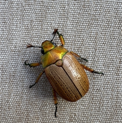 Anoplognathus brunnipennis (Green-tailed Christmas beetle) at Mittagong, NSW - 27 Nov 2024 by Span102