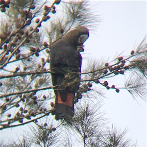 Calyptorhynchus lathami lathami at Tallong, NSW - suppressed