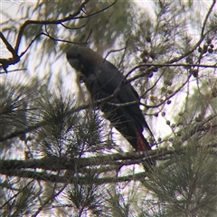 Calyptorhynchus lathami lathami at Tallong, NSW - suppressed