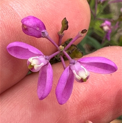 Comesperma ericinum (Heath Milkwort) at Tianjara, NSW - 27 Nov 2024 by lbradley