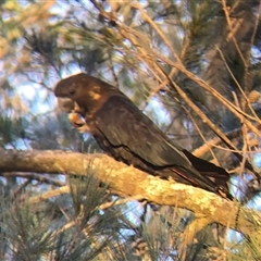 Calyptorhynchus lathami lathami (Glossy Black-Cockatoo) at Penrose, NSW - 9 Jul 2024 by Aussiegall