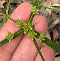 Cyperus eragrostis (Umbrella Sedge) at Twelve Mile Peg, NSW - 27 Nov 2024 by lbradley