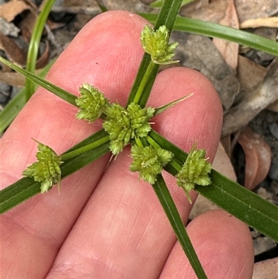 Cyperus eragrostis (Umbrella Sedge) at Twelve Mile Peg, NSW - 27 Nov 2024 by lbradley