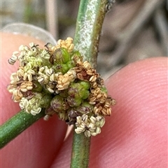 Amperea xiphoclada (Broom Spurge) at Twelve Mile Peg, NSW - 27 Nov 2024 by lbradley