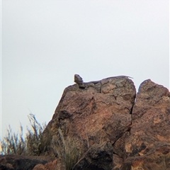 Pogona vitticeps (Central Bearded Dragon) at Broken Hill, NSW - 24 Nov 2024 by Darcy