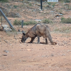 Osphranter robustus robustus (Eastern Wallaroo) at Broken Hill, NSW - 24 Nov 2024 by Darcy