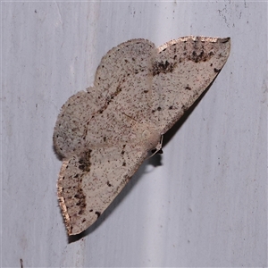 Taxeotis intextata (Looper Moth, Grey Taxeotis) at Turner, ACT by ConBoekel