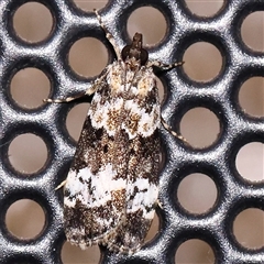 Eudonia protorthra (A Scopariine moth) at Turner, ACT - 25 Nov 2024 by ConBoekel