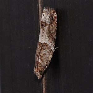 Crocidosema plebejana (Cotton Tipworm Moth) at Turner, ACT by ConBoekel