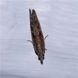 Strepsicrates macropetana at Turner, ACT - 25 Nov 2024 09:25 PM