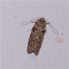 Philobota philostaura (A Concealer moth (Philobota group)) at Turner, ACT - 25 Nov 2024 by ConBoekel