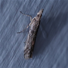 Faveria tritalis (Couchgrass Webworm) at Turner, ACT - 25 Nov 2024 by ConBoekel